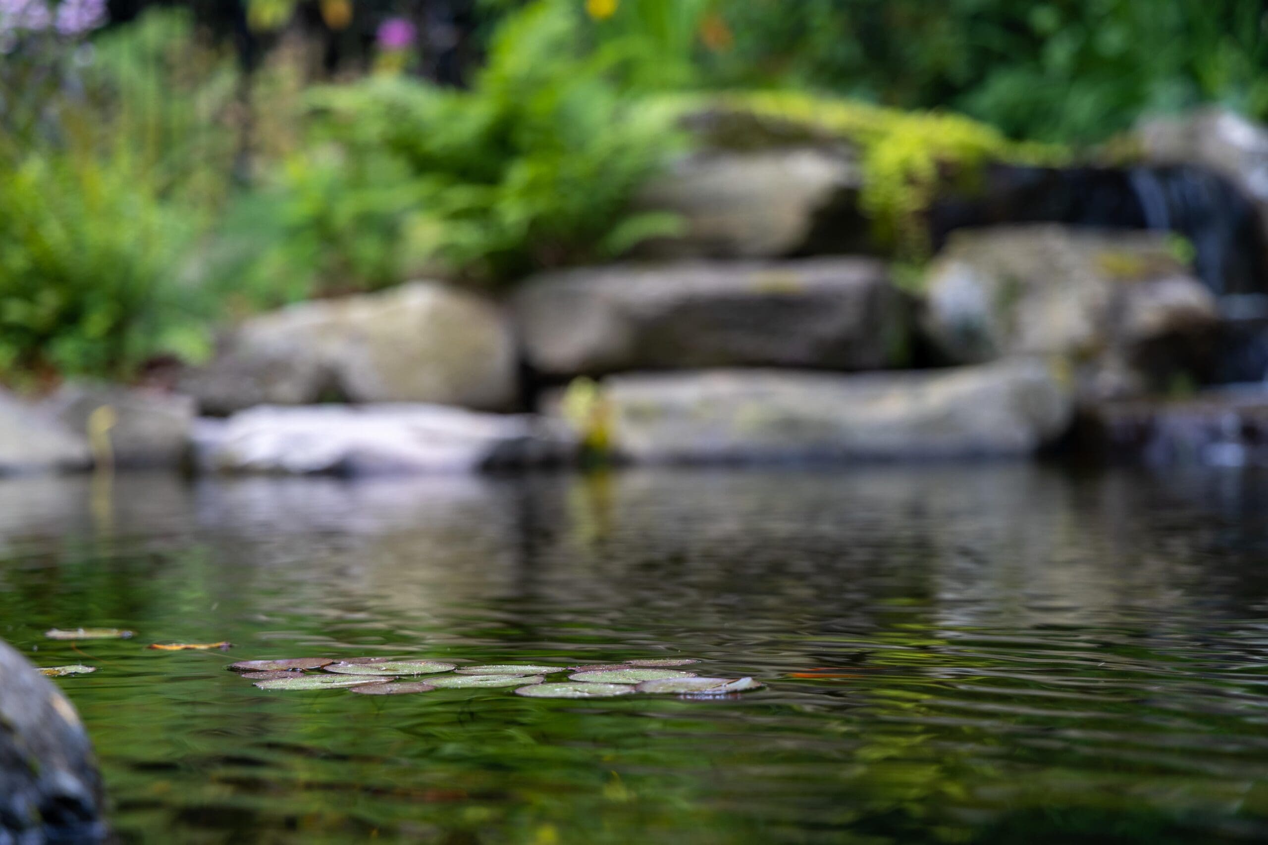 Tranquil garden pond with lily pads and waterfall.