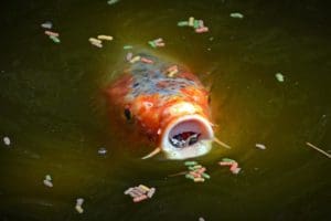 Fish food