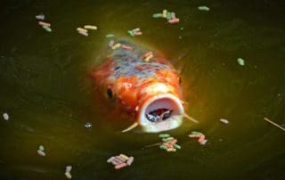 Koi eating pond fish food