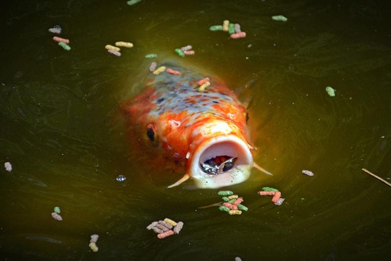 Koi eating pond fish food