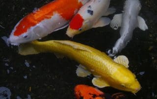 Multiple swimming pond fish