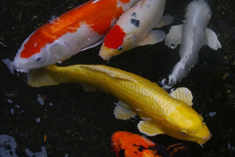 Multiple swimming pond fish