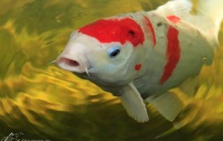 Closeup of white and gold Pond Fish