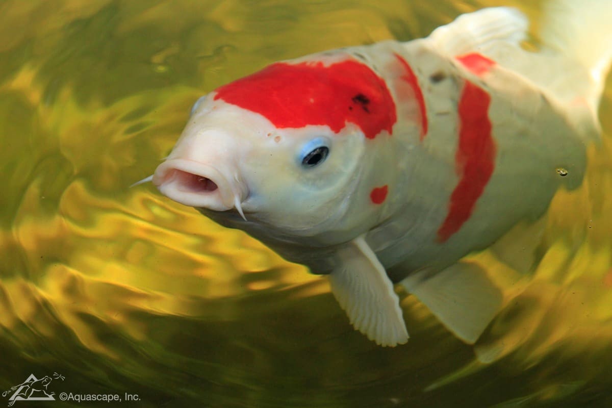 Closeup of white and gold Pond Fish