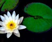 White water lily with green lily pads.