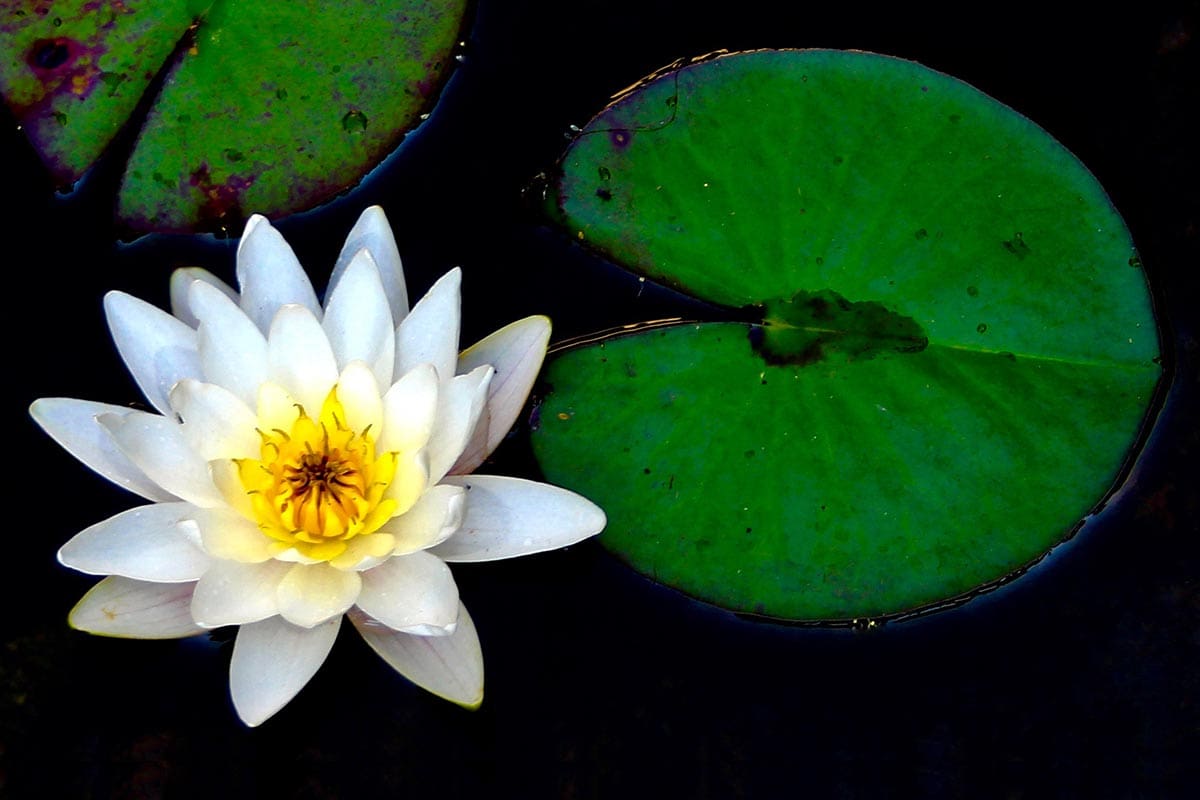 White water lily with green lily pads.