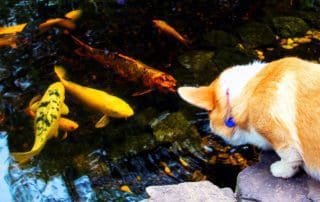 Cat watching colorful koi fish in pond.