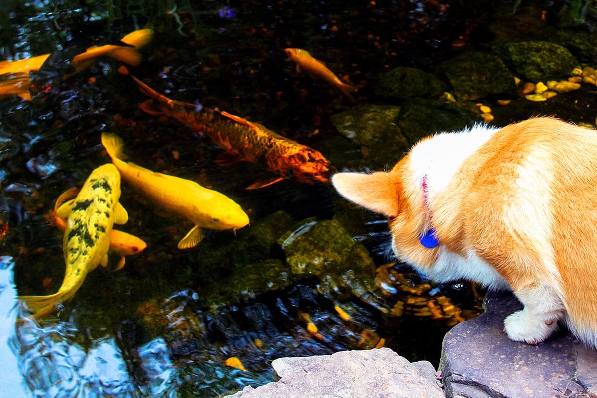 Cat watching colorful koi fish in pond.