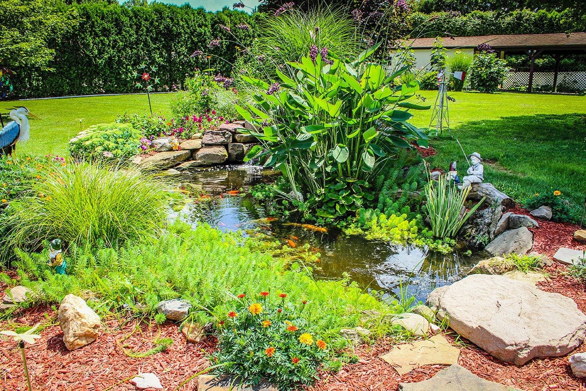 Colorful backyard garden pond with lush plants.