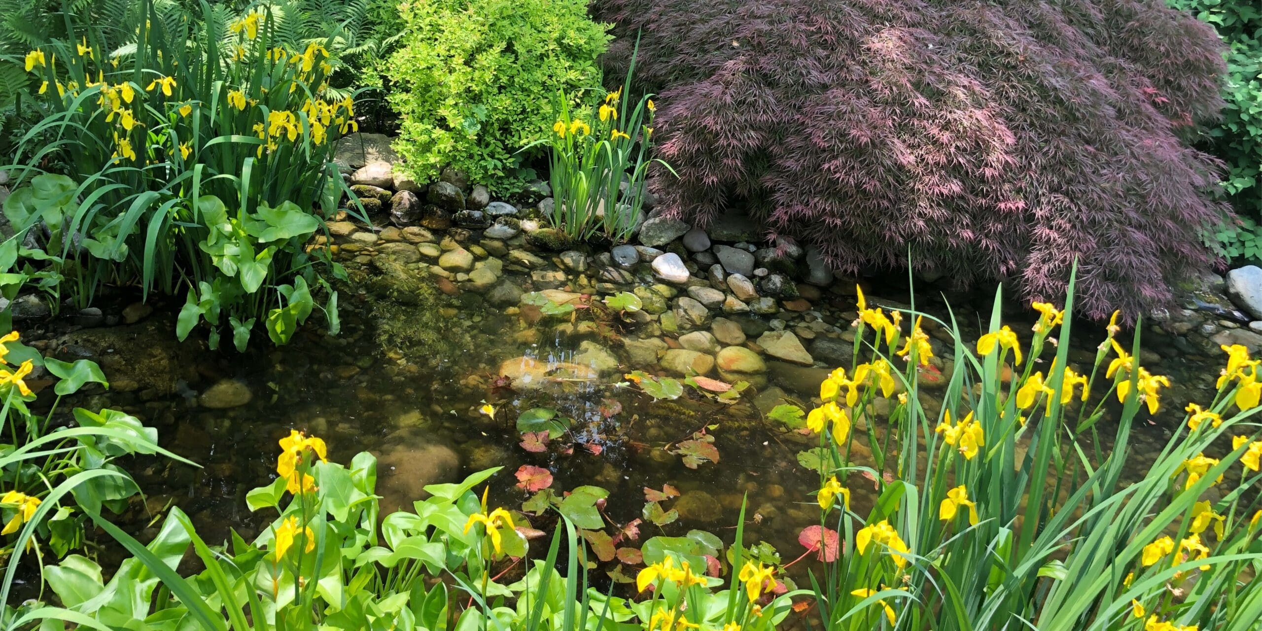Pond with yellow irises and Japanese maple.