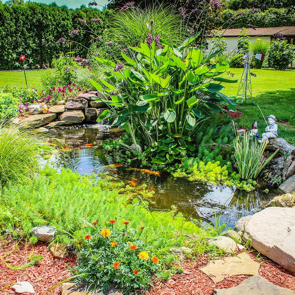 Philadelphia Spring Pond Maintenance