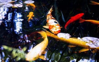 Feeding Pond Fish