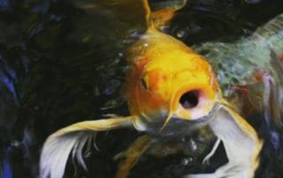 Philadelphia Pond Leak