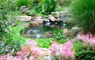 Philadelphia Pond Plants