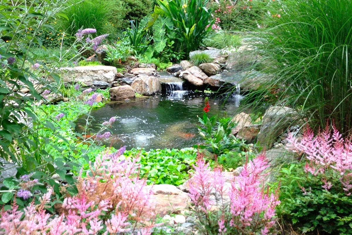 Philadelphia Pond Plants