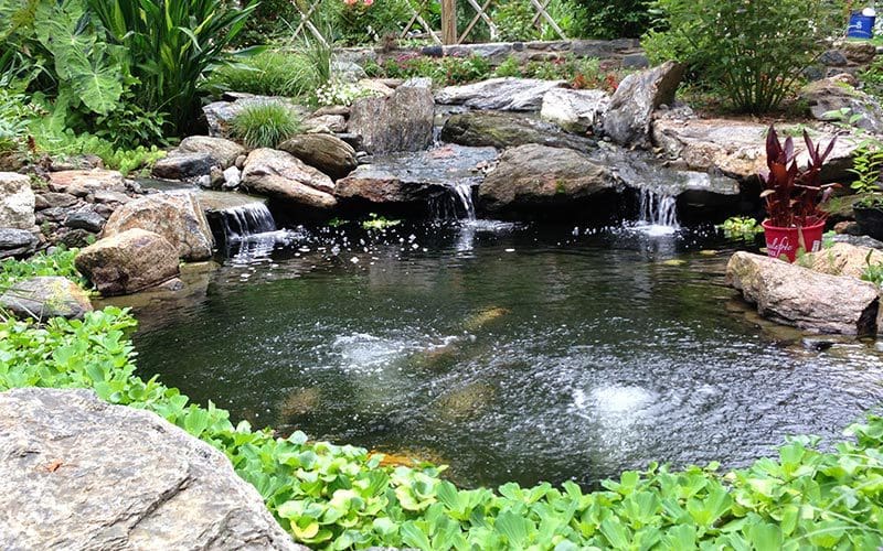Philadelphia Koi Pond