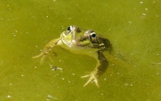 Koi Pond Algae Removal