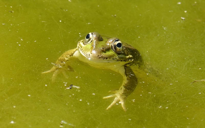 Koi Pond Algae Removal