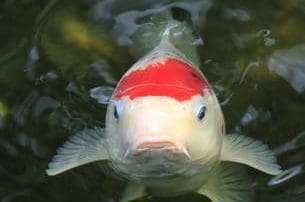 Hungry koi fish