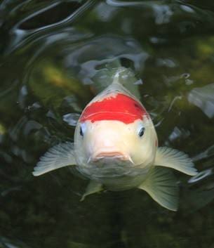Hungry koi fish