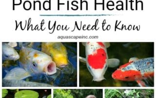 What you need to know about pond fish health