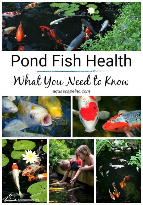 What you need to know about pond fish health