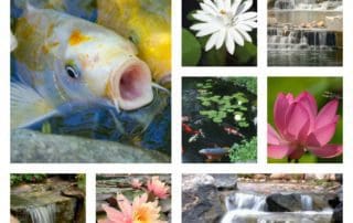 Pond Myths Debunked