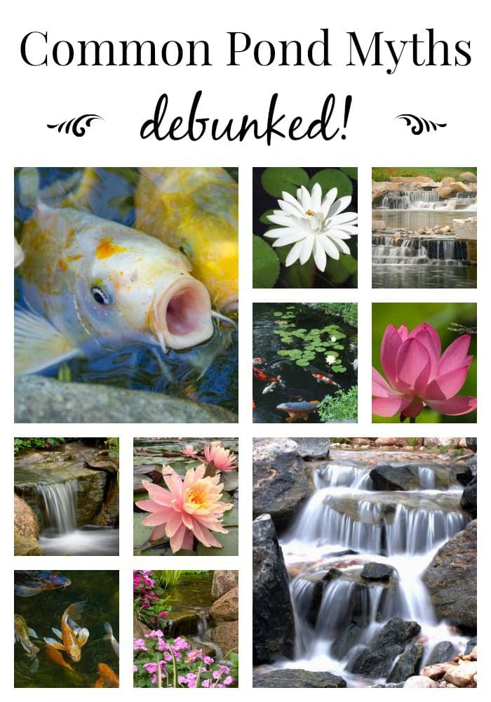 Pond Myths Debunked