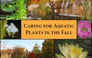 Aquatic plant care for the Fall season