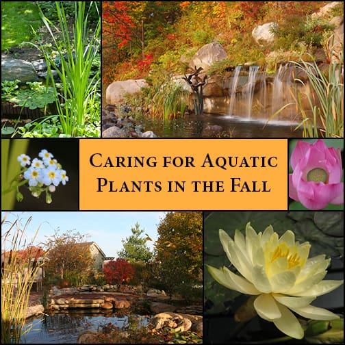 Aquatic plant care for the Fall season