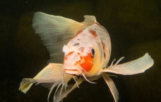 Butterfly koi fish