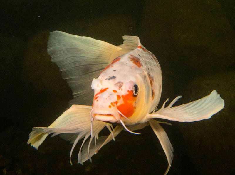 Butterfly koi fish
