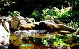 Clean Pond Water
