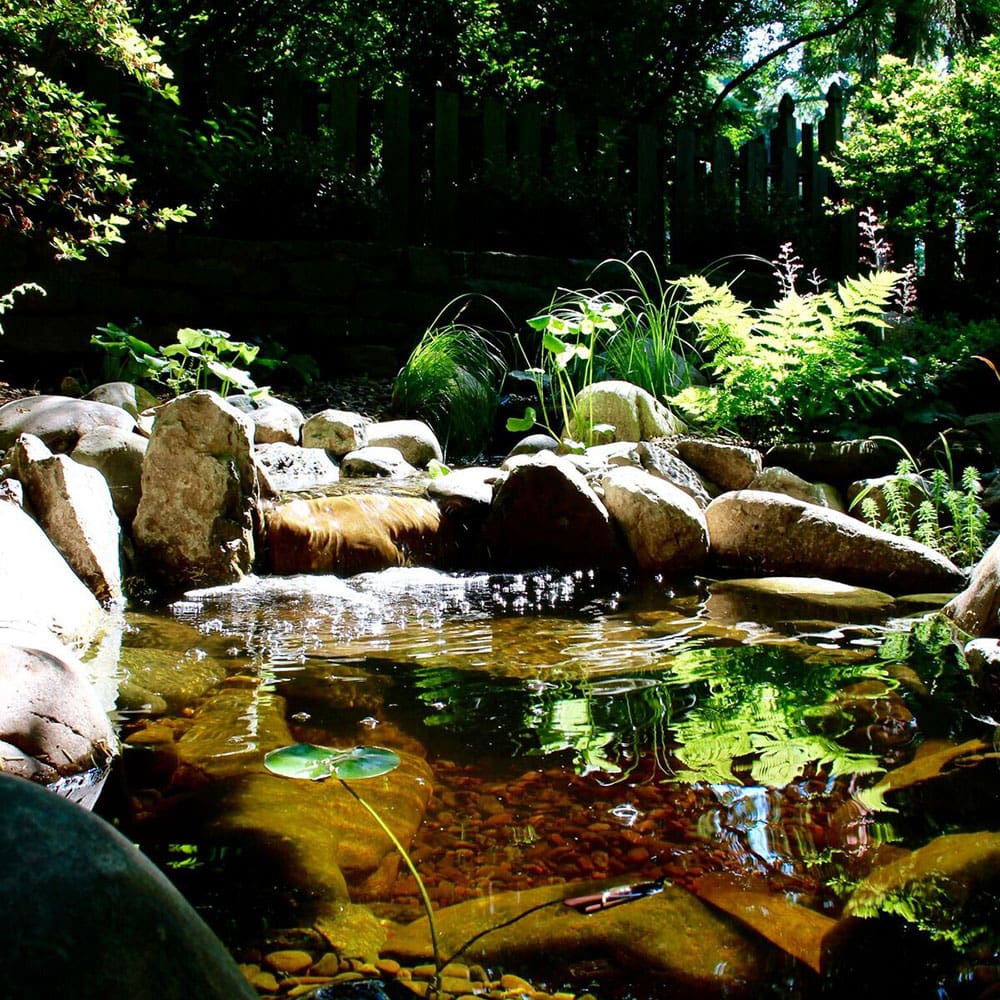 Clean Pond Water