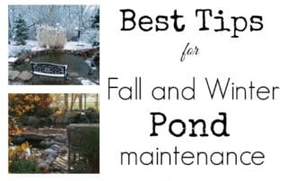 Tips for Fall and Winter Pond Maintenance