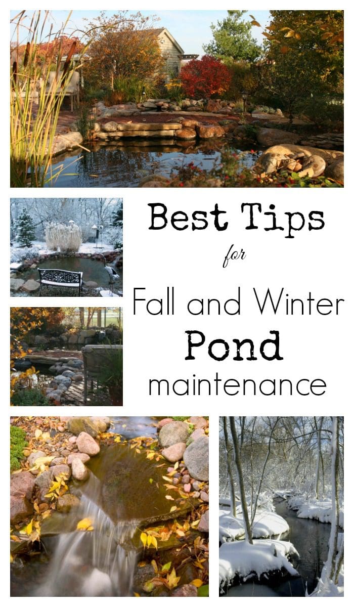 Tips for Fall and Winter Pond Maintenance