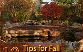 Pond care tips for Fall in Philadelphia