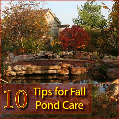 Pond care tips for Fall in Philadelphia