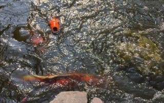 Feeding koi fish