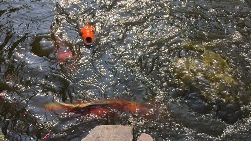 Feeding koi fish