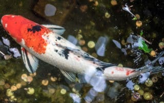 Koi fish in indoor pond