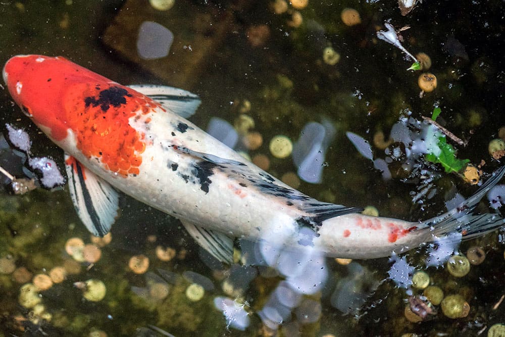Koi fish in indoor pond