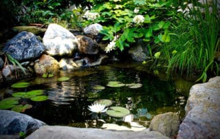 Small koi pond in Montgomery County
