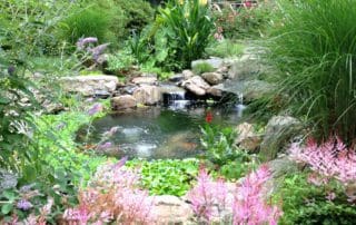 Pond Plants and Wild Flowers