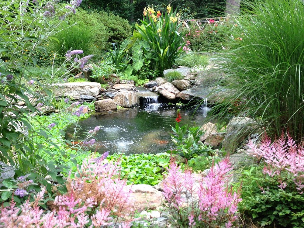Pond Plants and Wild Flowers