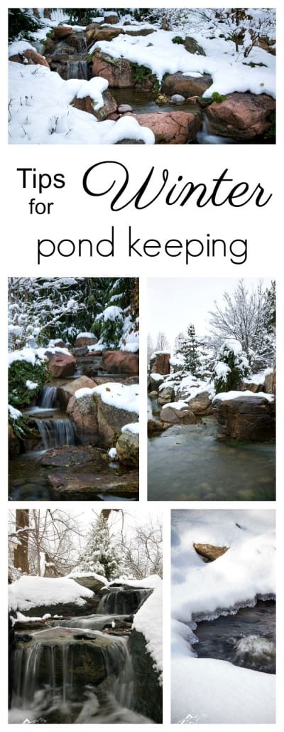 Winter Pond Tips