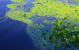 Pond full of algae