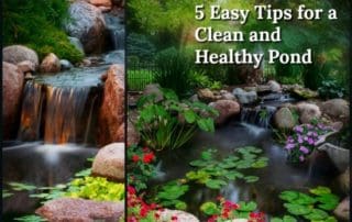 5 easy tips for a clean and healthy pond