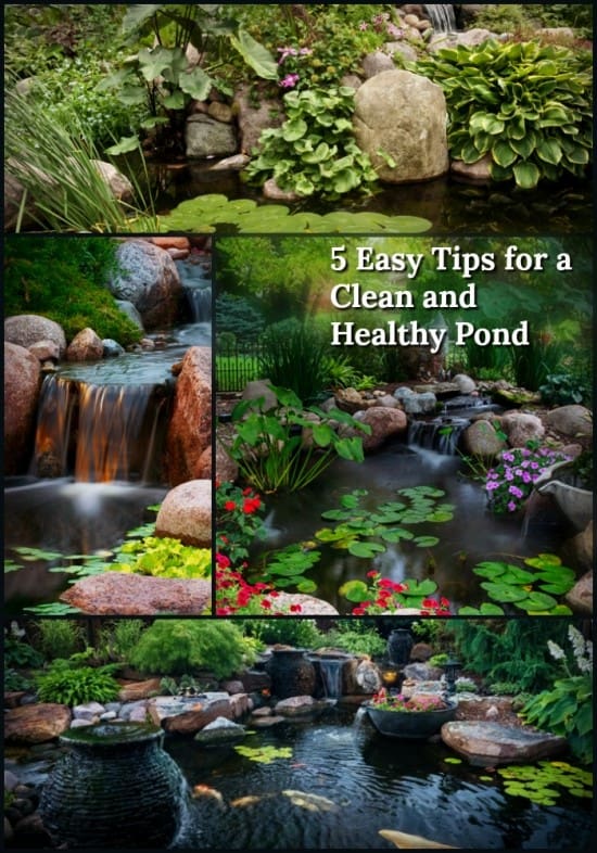 5 easy tips for a clean and healthy pond