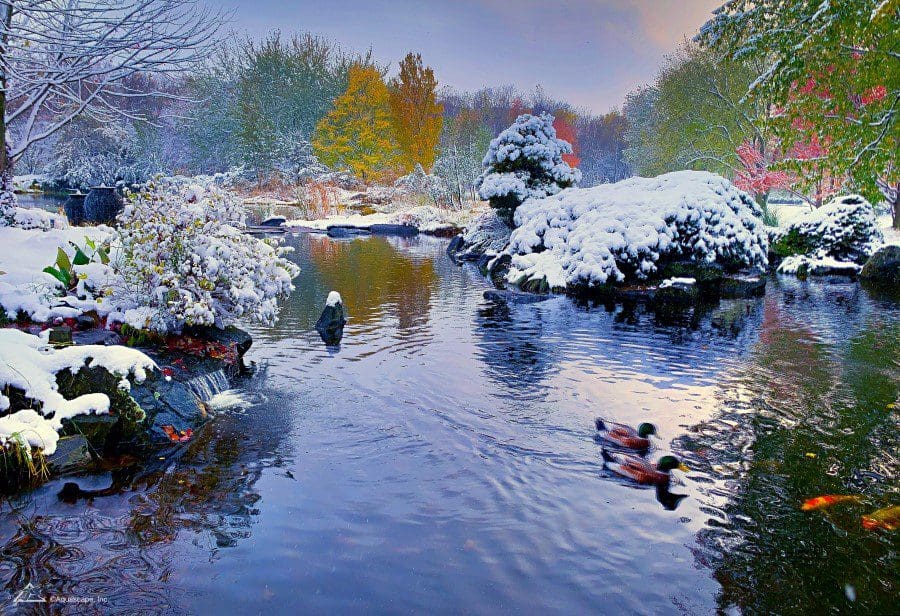 Snow-covered garden with ducks on a pond.